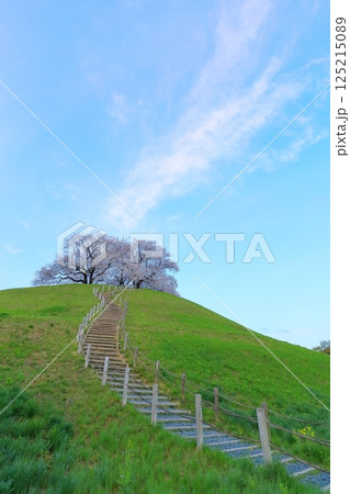 さきたま古墳公園の桜 125215089