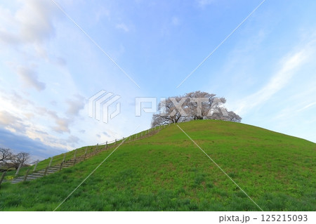 さきたま古墳公園の桜 125215093