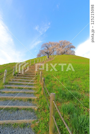 さきたま古墳公園の桜 125215098