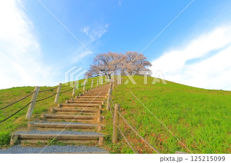 さきたま古墳公園の桜 125215099