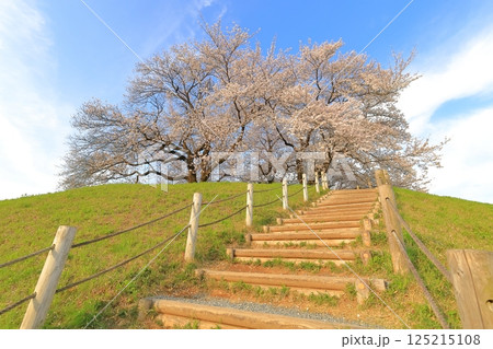さきたま古墳公園の桜 125215108