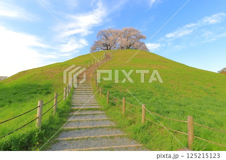 さきたま古墳公園の桜 125215123