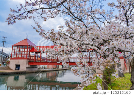 (富山県)射水市・新湊 桜並木の放生津内川に掛かる東橋 (富山県)射水市・新湊 桜並木の放生津内川に掛かる東橋 125215160