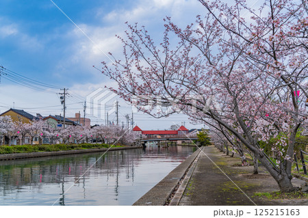 （富山県）射水市・新湊　桜並木の放生津内川に掛かる東橋 125215163