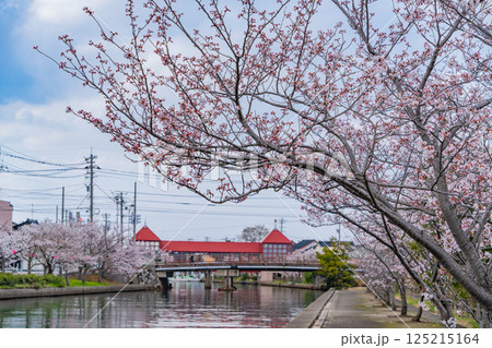 (富山県)射水市・新湊 桜並木の放生津内川に掛かる東橋 (富山県)射水市・新湊 桜並木の放生津内川に掛かる東橋 125215164