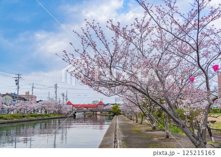 (富山県)射水市・新湊 桜並木の放生津内川に掛かる東橋 (富山県)射水市・新湊 桜並木の放生津内川に掛かる東橋 125215165