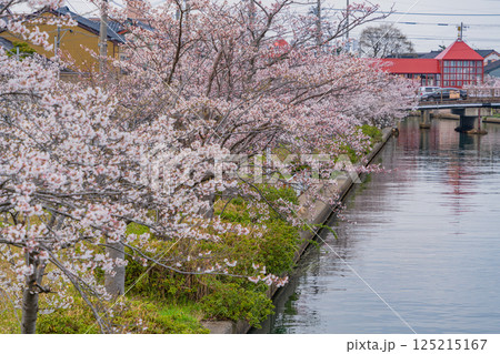 (富山県)射水市・新湊 桜並木の放生津内川に掛かる東橋 (富山県)射水市・新湊 桜並木の放生津内川に掛かる東橋 125215167