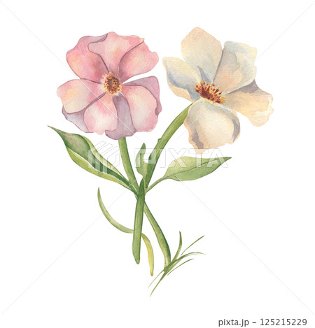 Ivory white and pink flowers and green stems watercolor isolated. Bunch of two big blooms. Floral drawing of anemones and mallow hand painted for spring and summer designs, wedding, botanical prints. Ivory white and pink flowers and green stems watercolor isolated. Bunch of two big blooms. Floral drawing of anemones and mallow hand painted for spring and summer designs, wedding, botanical prints. 125215229