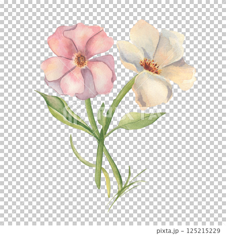 Ivory white and pink flowers and green stems watercolor isolated. Bunch of two big blooms. Floral drawing of anemones and mallow hand painted for spring and summer designs, wedding, botanical prints. Ivory white and pink flowers and green stems watercolor isolated. Bunch of two big blooms. Floral drawing of anemones and mallow hand painted for spring and summer designs, wedding, botanical prints. 125215229
