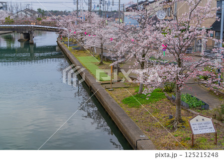 (富山県)射水市・新湊 桜並木の放生津内川 (富山県)射水市・新湊 桜並木の放生津内川 125215248