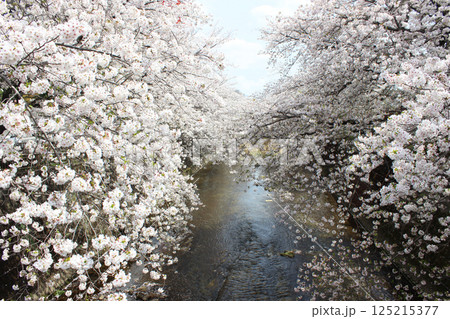 恩田川の桜 恩田川の桜 125215377