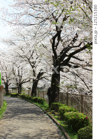 恩田川の桜 恩田川の桜 125215380
