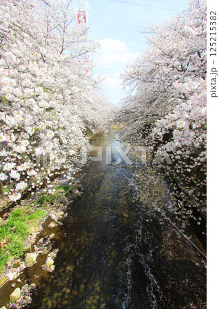 恩田川の桜 125215382