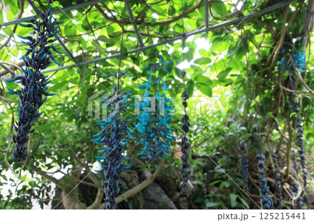 ヒスイカズラ ヒスイカズラ 125215441