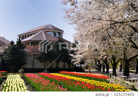 埼玉県深谷市アクアパラダイス　パティオ　朝の青空とチューリップ 125215602