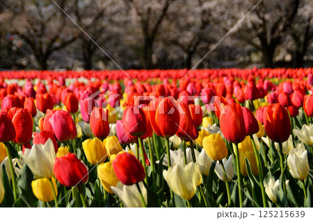 埼玉県深谷市アクアパラダイス　パティオ　朝の青空とチューリップ 125215639