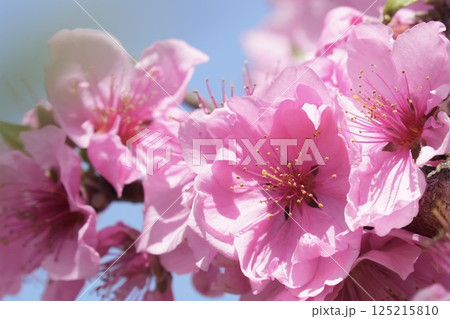 ピンク色の花びらが綺麗な満開の桃の花 ピンク色の花びらが綺麗な満開の桃の花 125215810