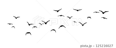 A flock of flying birds, Flying birds silhouettes vector, group of birds flying	 125216027
