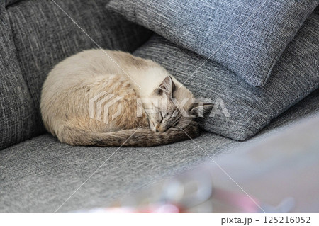 ソファーで寛ぐ猫 ソファーで寛ぐ猫 125216052
