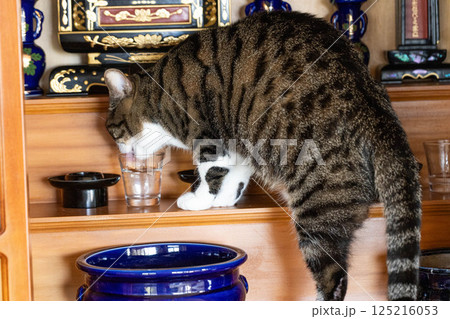 仏壇の水を飲む猫 125216053