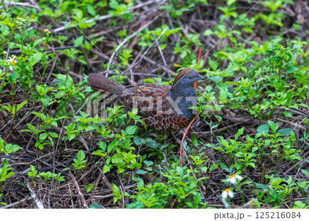 Taiwan Bamboo Partridge Foraging on Forest Floor in Spring. 125216084