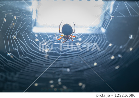 Spider in Web at Twilight in Ruifang, New Taipei City, Taiwan. 125216090