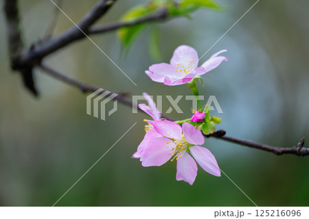 Cherry Blossoms in Spring Morning at Yuchi, Nantou County, Taiwan. 125216096