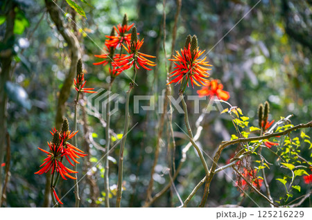 Red Coral Tree Blossoms - Nantou, Taiwan. Red Coral Tree Blossoms - Nantou, Taiwan. 125216229