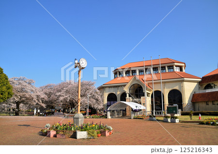 埼玉県深谷市アクアパラダイス パティオ 朝の青空の桜 埼玉県深谷市アクアパラダイス パティオ 朝の青空の桜 125216343