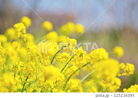 春の訪れを告げる菜の花 125216395