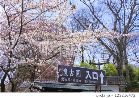 桜満開の小諸城趾 125216472