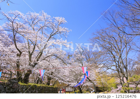 桜満開の小諸城趾 125216476