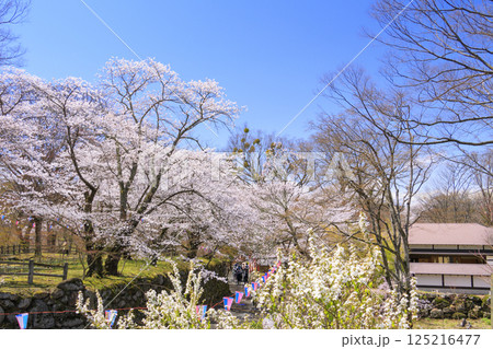 桜満開の小諸城趾 125216477