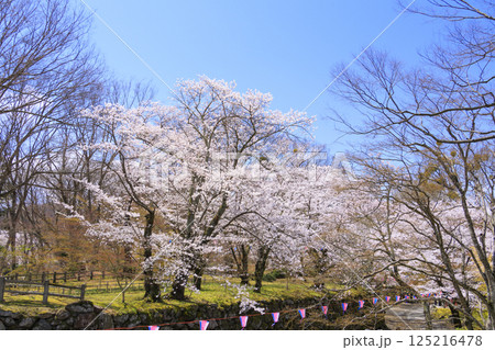 桜満開の小諸城趾 125216478