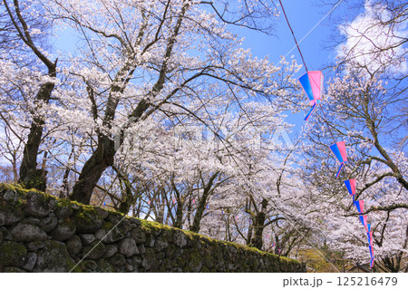 桜満開の小諸城趾 桜満開の小諸城趾 125216479