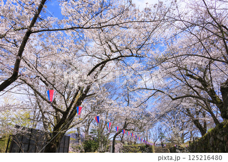 桜満開の小諸城趾 桜満開の小諸城趾 125216480