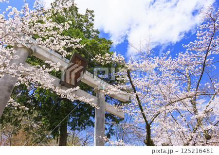 桜満開の小諸城趾 125216481