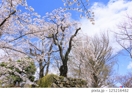 桜満開の小諸城趾 125216482