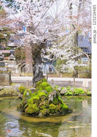 桜満開の小諸城趾 桜満開の小諸城趾 125216485