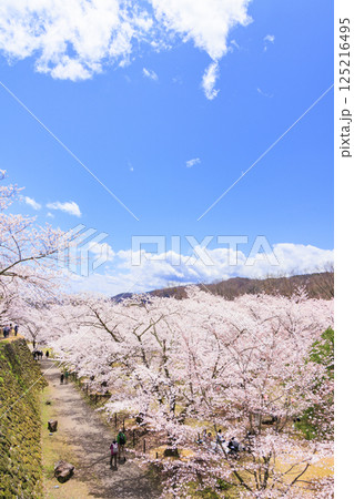 桜満開の小諸城趾 125216495