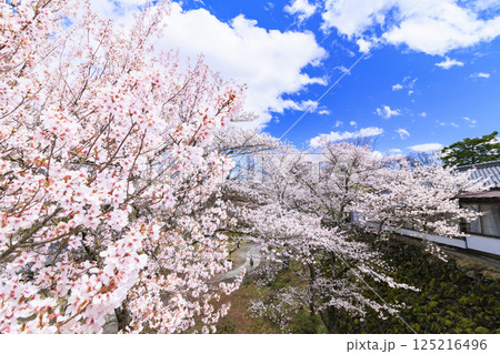 桜満開の小諸城趾 125216496