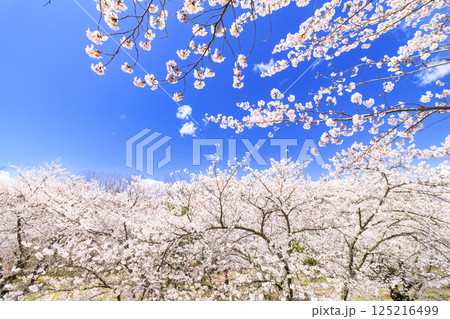 桜満開の小諸城趾 桜満開の小諸城趾 125216499