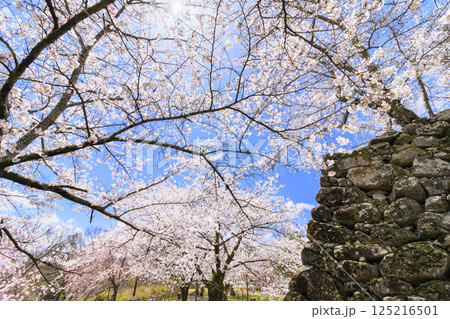 桜満開の小諸城趾 125216501