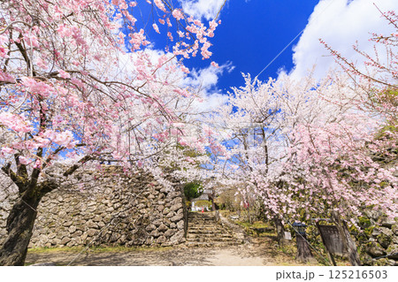 桜満開の小諸城趾 125216503