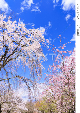 桜満開の小諸城趾 125216507