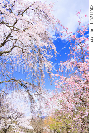 桜満開の小諸城趾 桜満開の小諸城趾 125216508