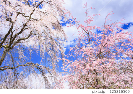 桜満開の小諸城趾 125216509