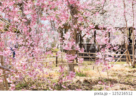 桜満開の小諸城趾 桜満開の小諸城趾 125216512