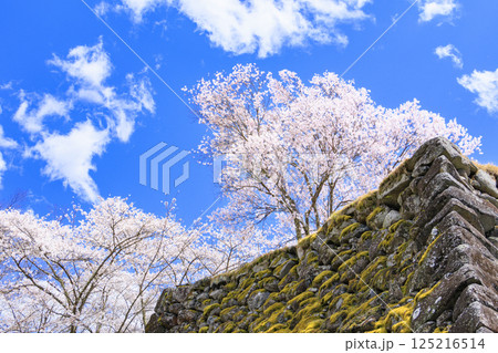 桜満開の小諸城趾 125216514