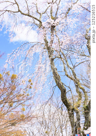 桜満開の小諸城趾 125216515
